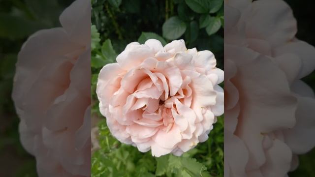 Это видео посвящается розе.Роза,королева сада.#розы#ландшафтныйдизайн смотреть онлайн
