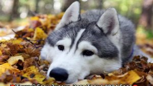 😈ТаНцУй если знаешь этот новый тренд😈