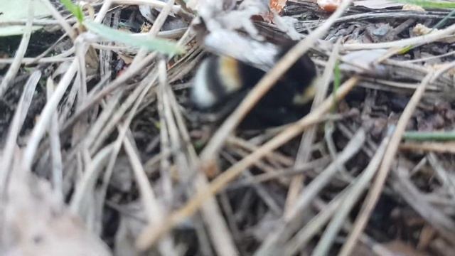 Шмель роет нору смотреть онлайн