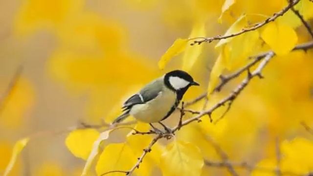 Это Лучшая Музыка Для Души! Прекрасен Наш Мир! Красивая Мелодия До Слез! смотреть онлайн