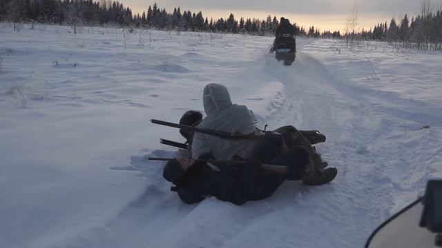 Коллективная охота на лося