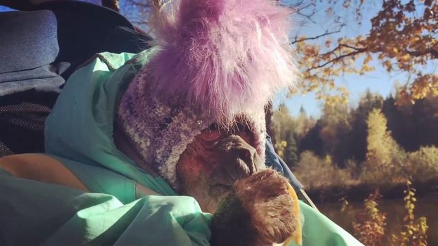 Зямкин день рождения! Осенняя сказка (Домашние макаки) смотреть онлайн