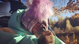 Зямкин день рождения! Осенняя сказка (Домашние макаки)