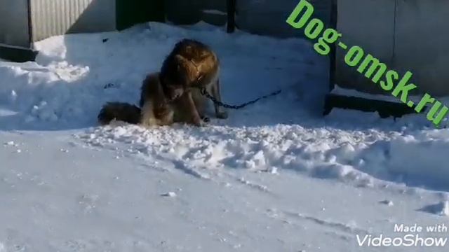 Приют после вьюги смотреть онлайн