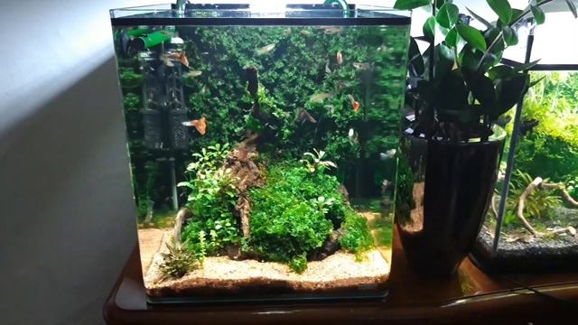 Аквариум с Гуппи смотреть онлайн