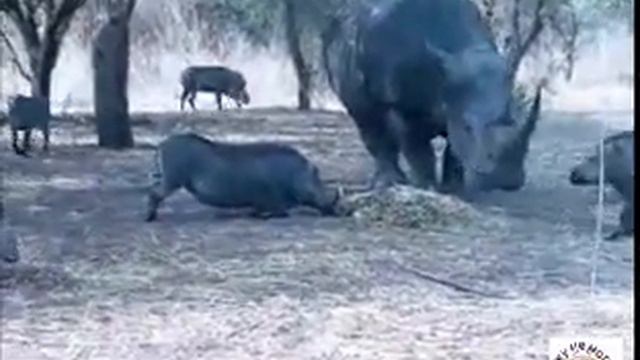 Носорог vs Кабанчег смотреть онлайн