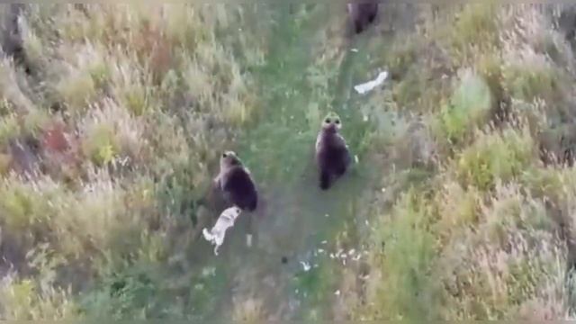 Камчатка. Камчатские бурые медведи воспитали щенка. смотреть онлайн