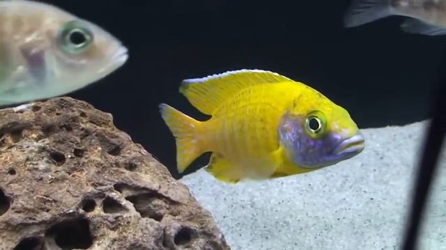 Аулонокара Бенша (Aulonocara baenschi) смотреть онлайн