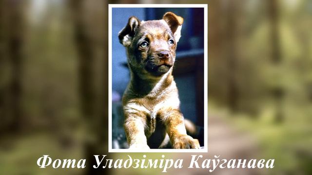 Собаки фотовыставка