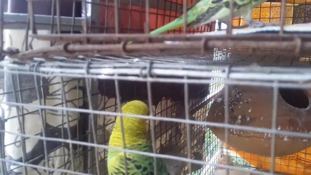 birds life(1) смотреть онлайн