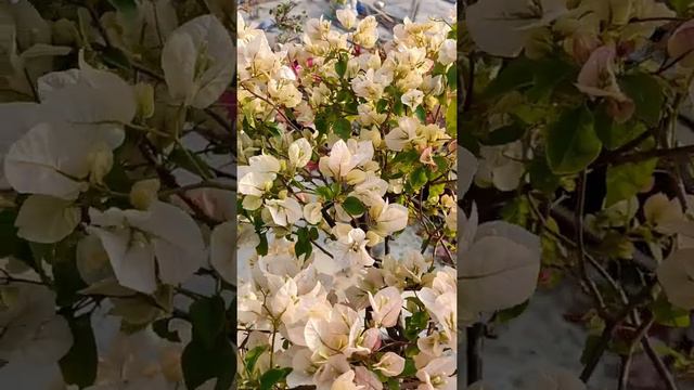 My White Bougainvillea смотреть онлайн