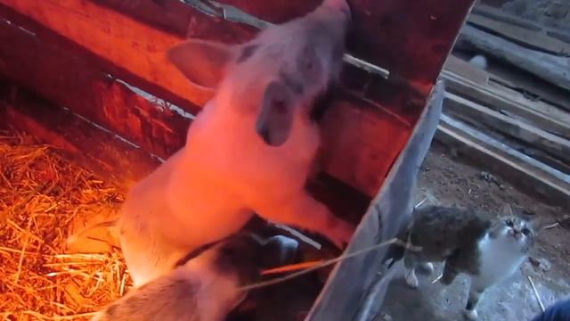 Какое лекарство поможет избавиться ОТ ПОНОСА у поросят. О лекарстве перемотайте видео на 4:00