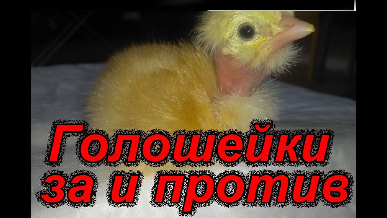 ГОЛОШЕЙКА ЦВЕТНОЙ БРОЙЛЕР. ВСЕ ПЛЮСЫ И МИНУСЫ ДАННОГО ВИДА ПТИЦЫ смотреть онлайн