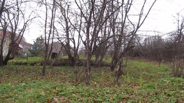 Яблококлювка