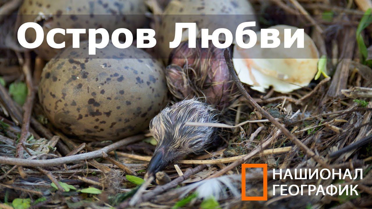 Гигабайты Историй