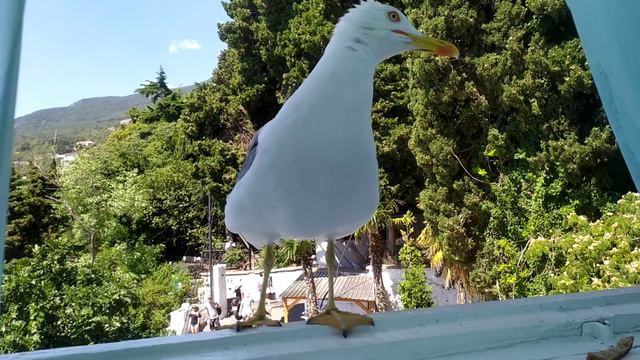 Крымская Чайка - Crimean Seagull / Крым, Ялтинский район, посёлок Гурзуф. кафе Чайка смотреть онлайн