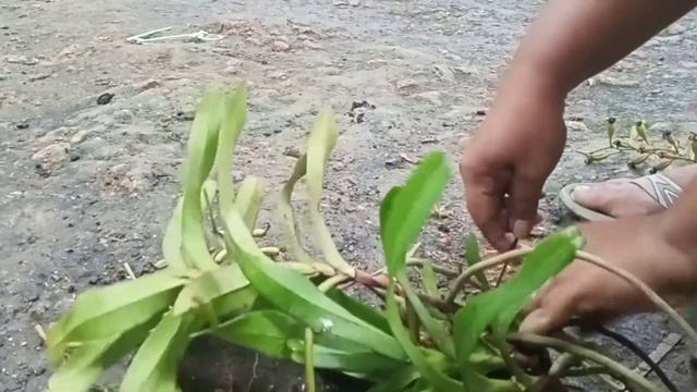 Cara Menanam Anggrek Liar Kuku Macan (Aerides odorata) смотреть онлайн