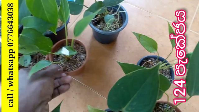 තොග මිලටම දැන් ඇන්තූරියම් නිවසටම ගෙන්වාගන්න | anthurium plants | beautiful anthurium смотреть онлайн