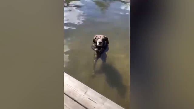 Приколы с животными #2 смотреть онлайн