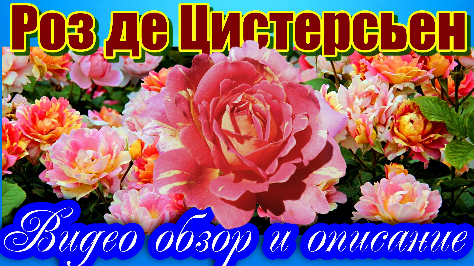 Роза Роз де Цистерсьен (Шраб) - Rose des Cisterciens_(Delbard, 1998) смотреть онлайн