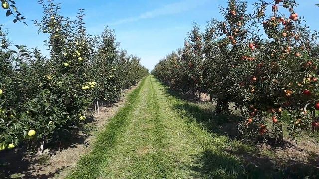 Топаз та Сіріус .Вирощування імунних сортів на Поділлі. смотреть онлайн