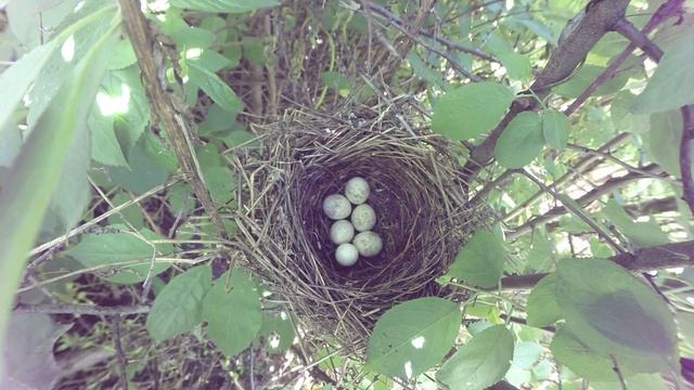 Славка Ястребиная 160613 3 в терне 0615 подброс яйца болтуна синицы 14 смотреть онлайн