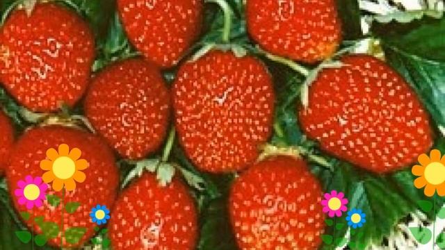 Земляника садовая Корона (Korona). Краткий обзор, описание характеристик, где купить саженцы смотреть онлайн