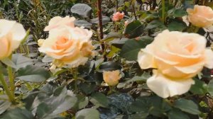 Роза Талея чайно-гибридная. Описание сорта, цветение, посадка и уход