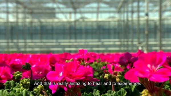 From Calliope Pelargonium cutting to blooming plant