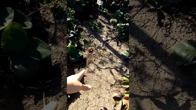 Ежевика Натчез ,Лох Тей,Гай итоги сезона 2019 смотреть онлайн