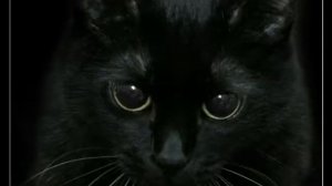 Жил да был чёрный кот за углом