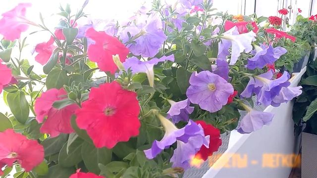 ПЕТУНИЯ - ЛЕГКО! Цветущие петунии через 2,5 месяца после посадки смотреть онлайн