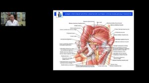 Лекция "Клиническая анатомия конечностей"