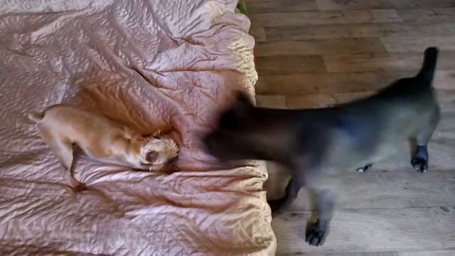Кане корсо щенок смотреть онлайн