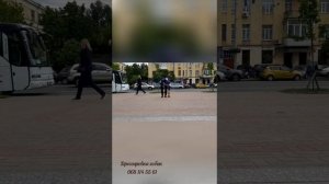 Дрессировка той пуделя