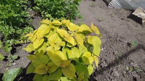 Полезные травы на огороде.  Обзор некоторых растений.