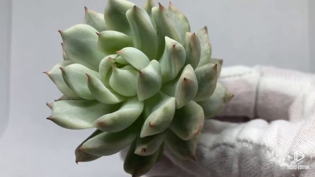 Echeveria Tippy Variegated смотреть онлайн