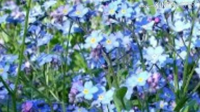 Клип незабудка смотреть онлайн