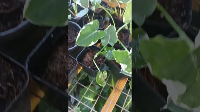 Alocasia mickey mouse plant available now 150 only. whatsapp 9744568872 смотреть онлайн