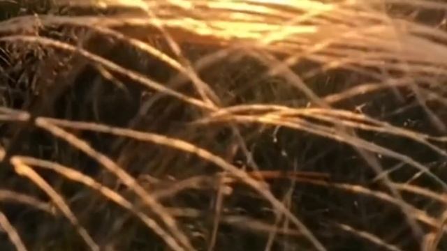 407.СНЯТЬ ПОРЧУ НА ОДИНОЧЕСТВО смотреть онлайн