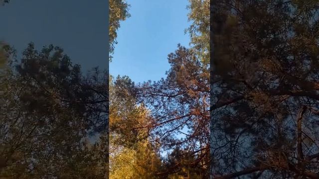 Звуки Природы / Живой лес, пение птиц смотреть онлайн