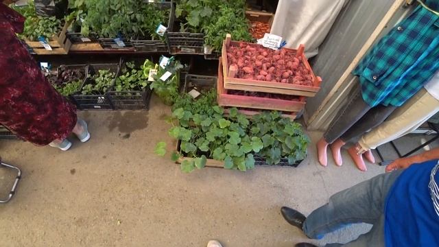 Испортили настроение. За рассадой баклажан