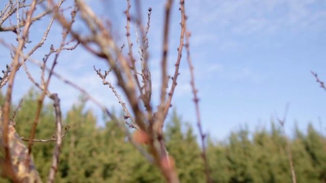 Pruning Fruit Trees The Basics Step Three The Branches смотреть онлайн