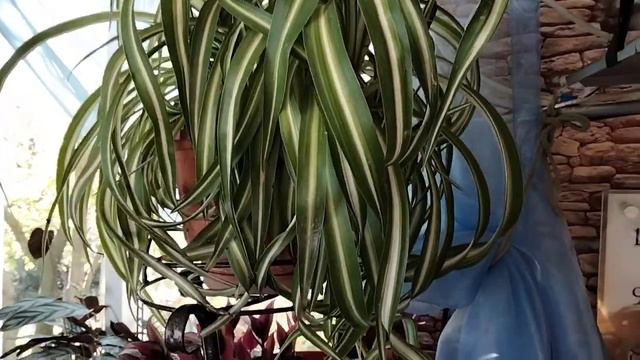 Обзор комнатных цветов.