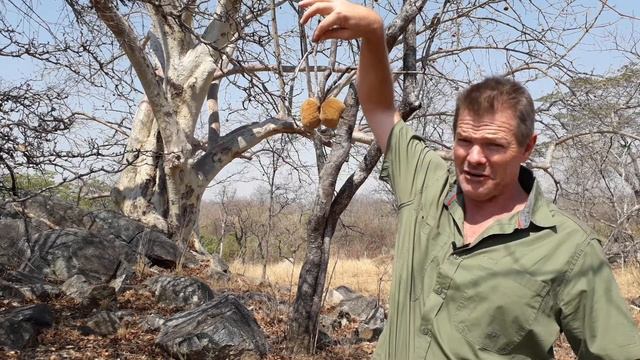 Nuts about African Chestnuts смотреть онлайн