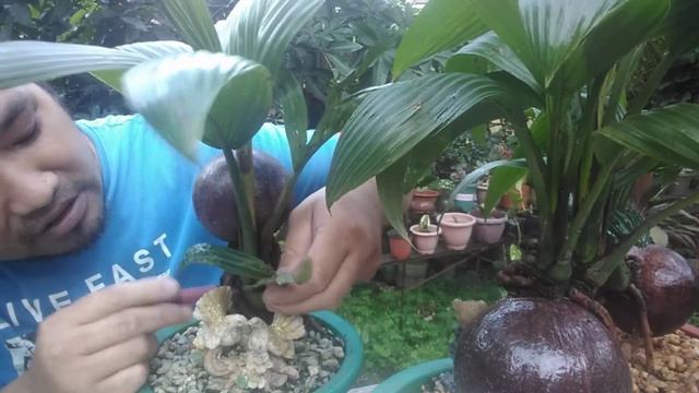 Paano alagaan ang mga dahun ng ating twins coconut bonsai смотреть онлайн