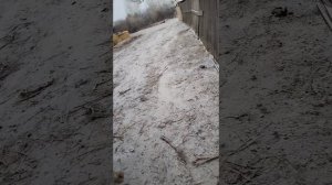 Забой баранов. Сколько весят баранчики.