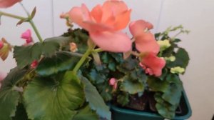 Уход за бегонией в зимний период