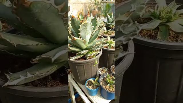 اگاوها آگاو تیتانوتا تیغ مسی agaves ' agave titanota redcatweazle صبار смотреть онлайн