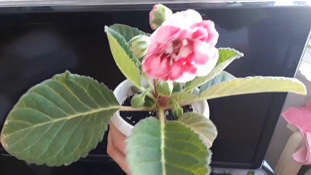 Сейшелы. Глоксиния смотреть онлайн